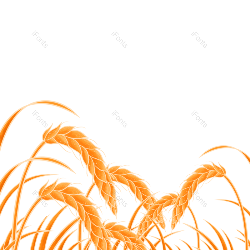 芒种图片,秋天元素,麦子PNG,插画免抠素材